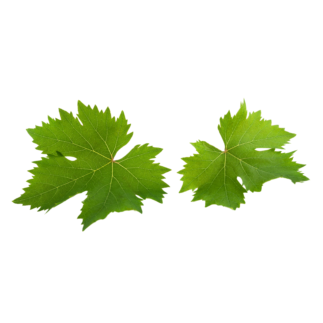 Manisa Salamura Uç Asma Yaprak